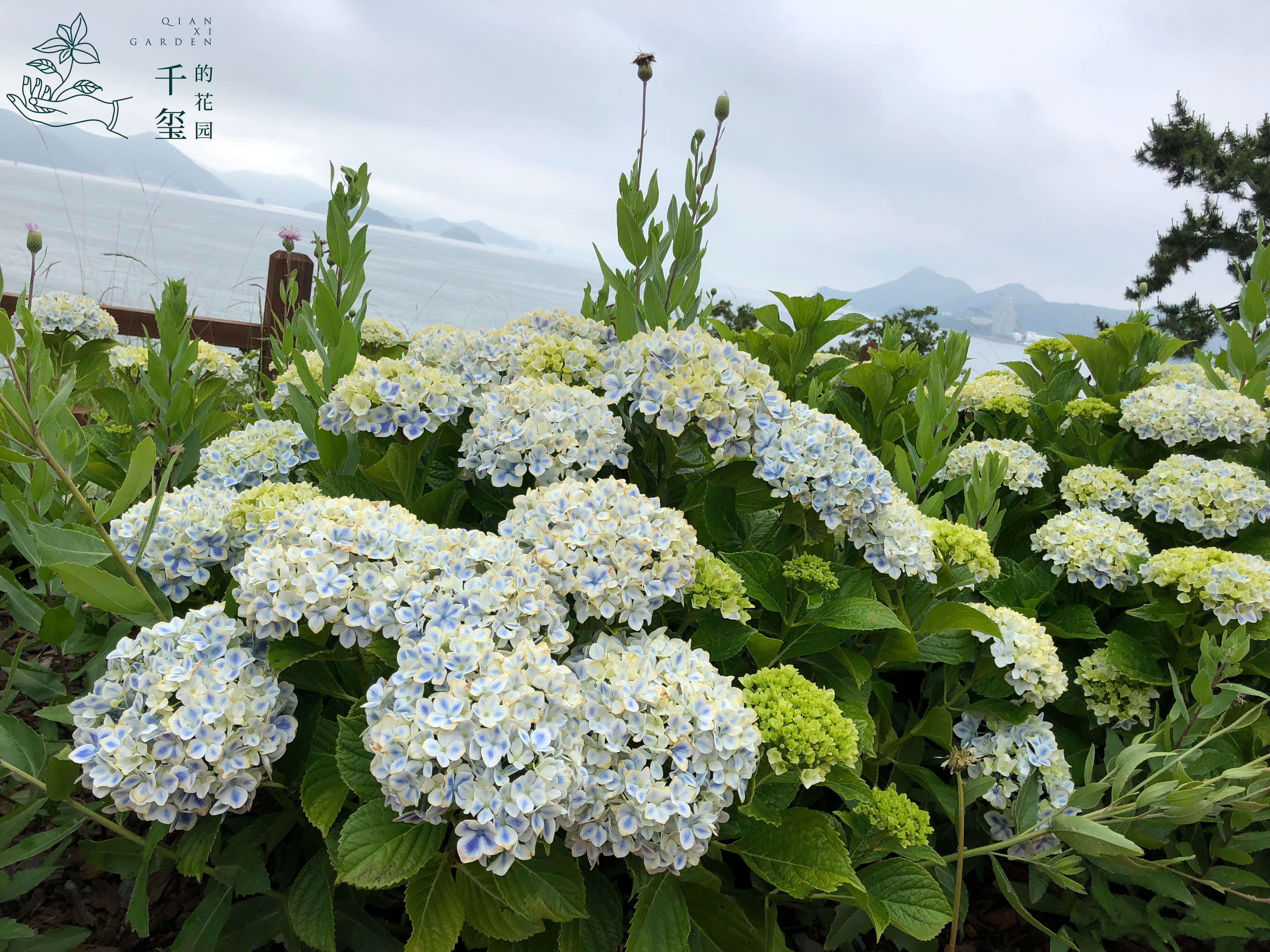 千玺的花园大花绣球红皇后十字架妖精之瞳魔幻海洋多年生盆栽地栽 千玺的花园 淘优券 千玺的花园大花绣球红皇后十字架妖精之瞳魔幻海洋多年生盆栽地栽 千玺的花园 淘优券