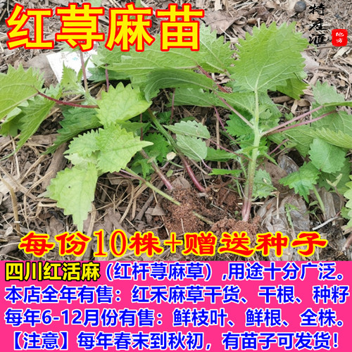 红杆荨麻草苗 红活麻苗子老根包邮 地种盆栽红禾麻火麻新鲜藿麻苗 - 图0