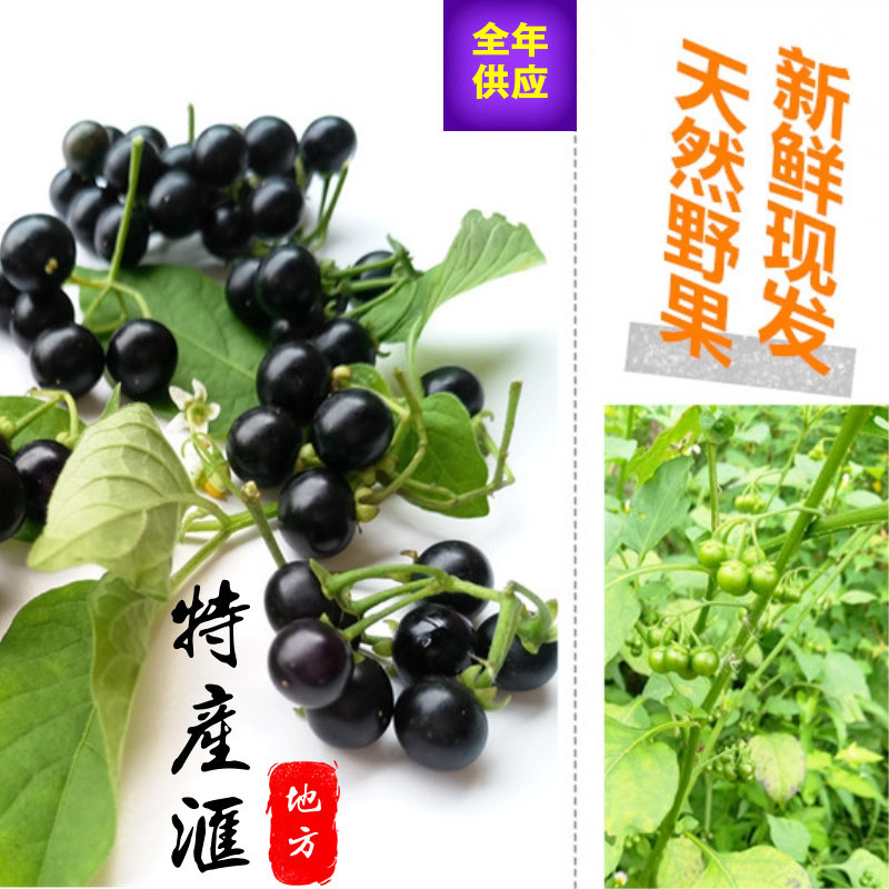 现采摘新鲜龙葵果250g黑天天水果 黑悠悠食用泡水喝熬药 顺丰包邮