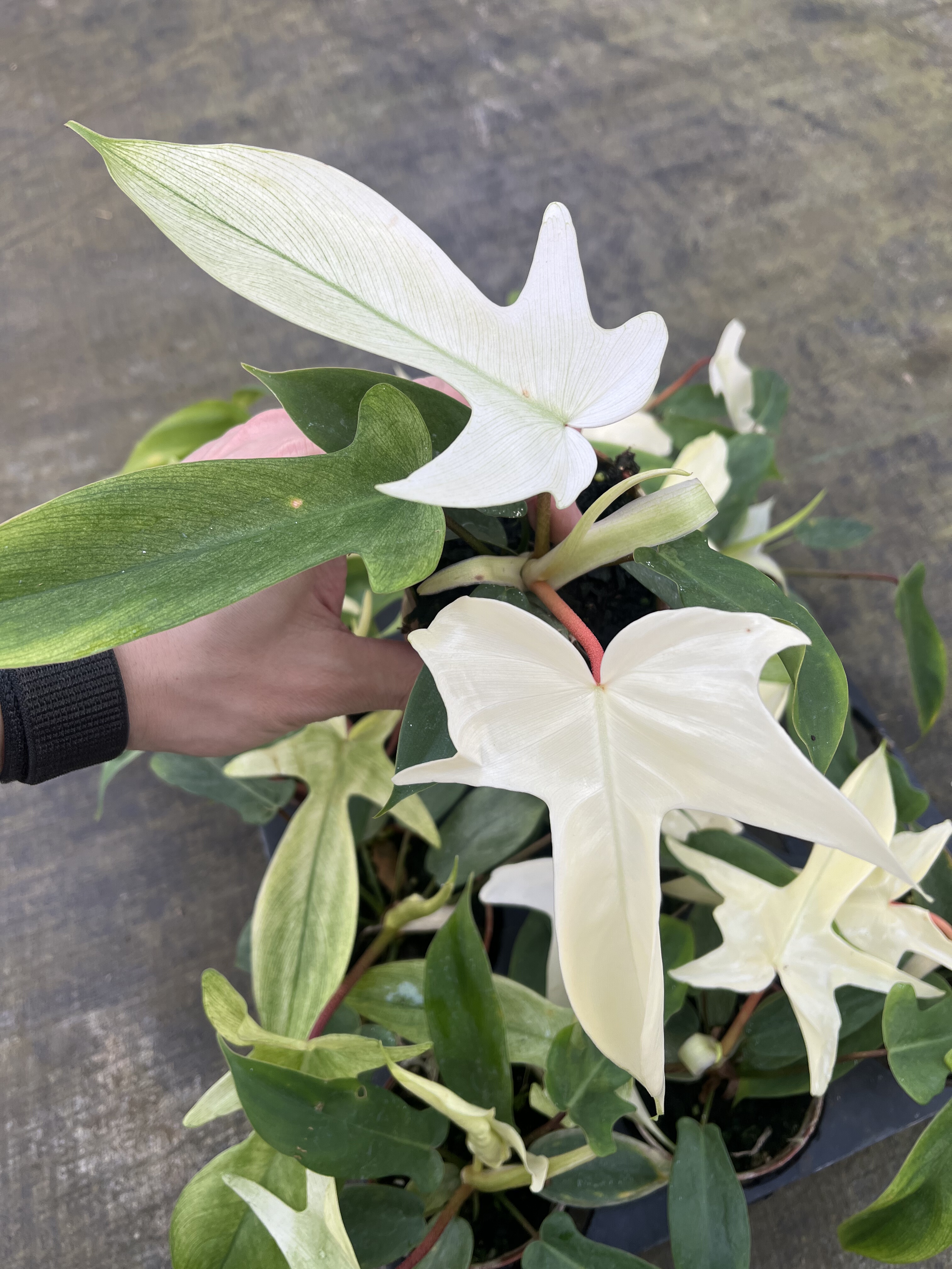 粉丝专享 幽灵蔓绿绒 图4中随机发货,淘宝优惠券,粉丝福利购,淘宝优惠卷