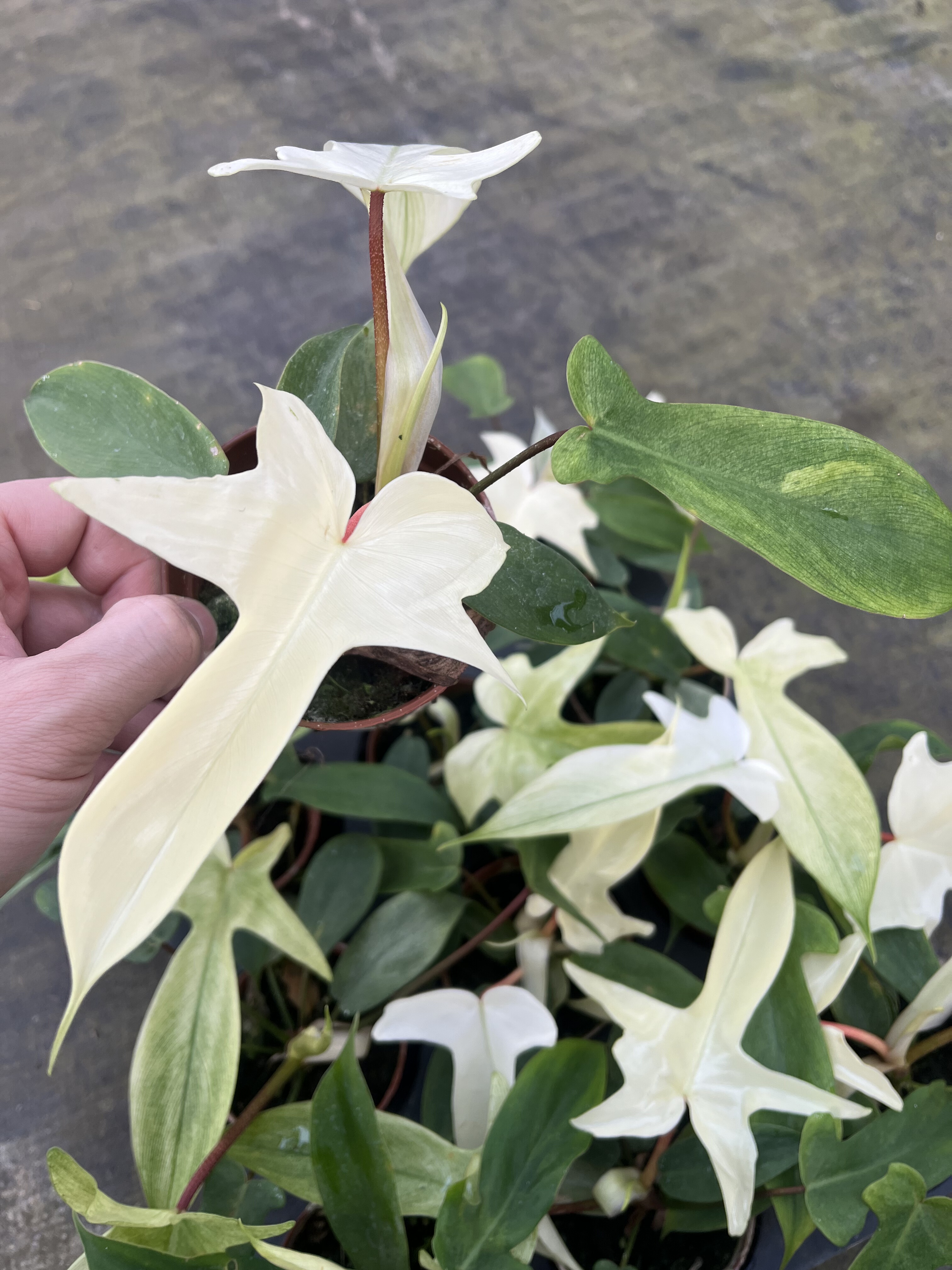 粉丝专享 幽灵蔓绿绒 图4中随机发货,淘宝优惠券,粉丝福利购,淘宝优惠卷