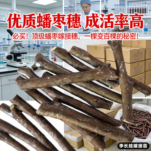 李长娃正宗蟠枣树苗接穗嫁接枝条耐寒树苗南北方种植庭院庭院种植 - 图1