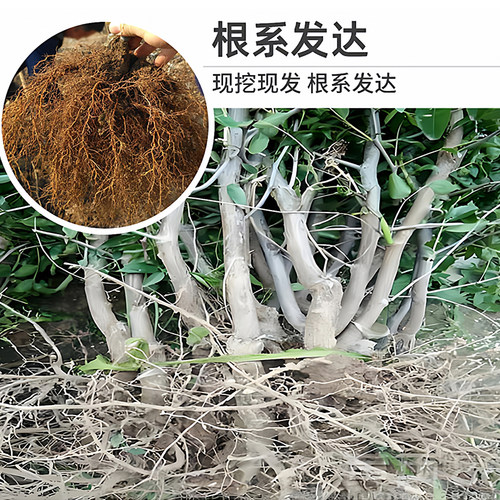 李长娃长艳二代蟠枣树果苗南北方耐寒冰糖特大活苗当年结果易种植 - 图2