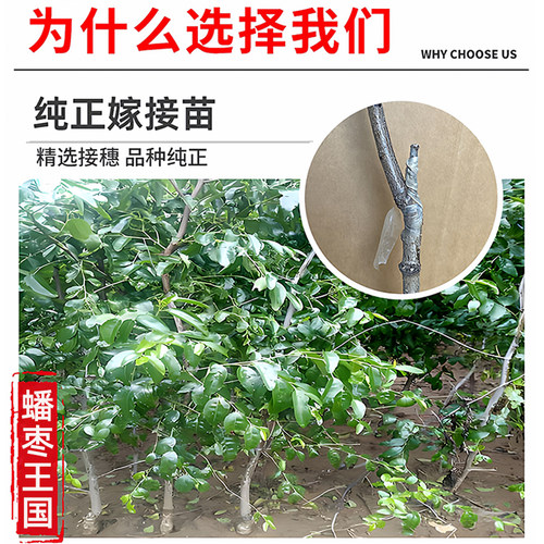 李长娃长艳二代蟠枣树果苗南北方耐寒冰糖特大活苗当年结果易种植 - 图1