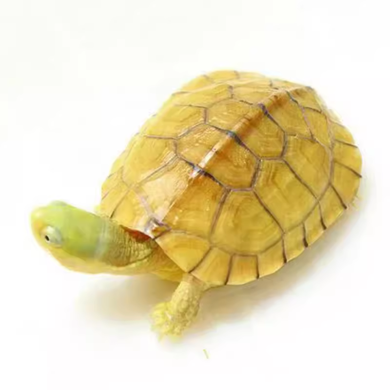 三黄小青正宗黄喉拟水龟北石龟石金龟龟苗活体物乌龟观赏龟小宠物,淘宝优惠券,粉丝福利购,淘宝优惠卷