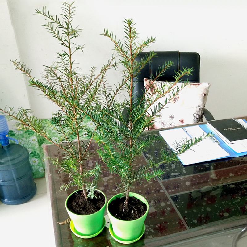 正宗东北耐寒红豆杉树苗盆栽盆景植物室内四季常青除甲醛植物绿植-图0