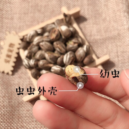 坦克虫活蜜袋鼯零食刺猬仓鼠花枝鼠金丝熊高蛋白营养长胖增肥宠物 - 图2