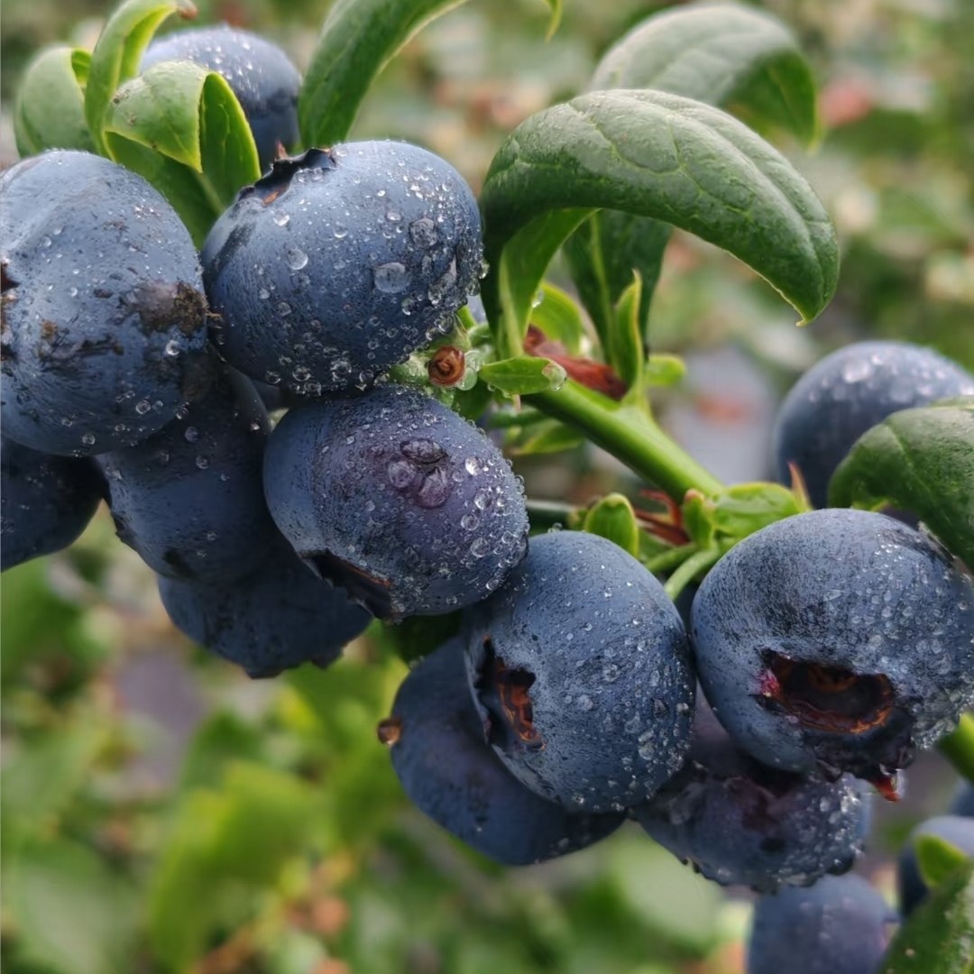 大，甜，脆，香，蓝莓苗盆栽苗,淘宝优惠券,粉丝福利购,淘宝优惠卷