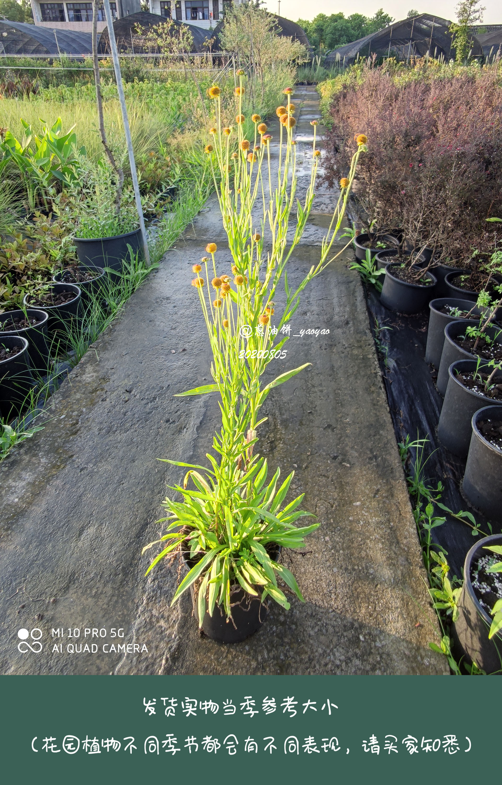 宿根堆心菊 秋日棒棒糖 Lollipop多年生宿根草耐寒花园盆栽 宿根堆心菊 秋日棒棒糖 Lollipop多年生宿根草耐寒花园盆栽