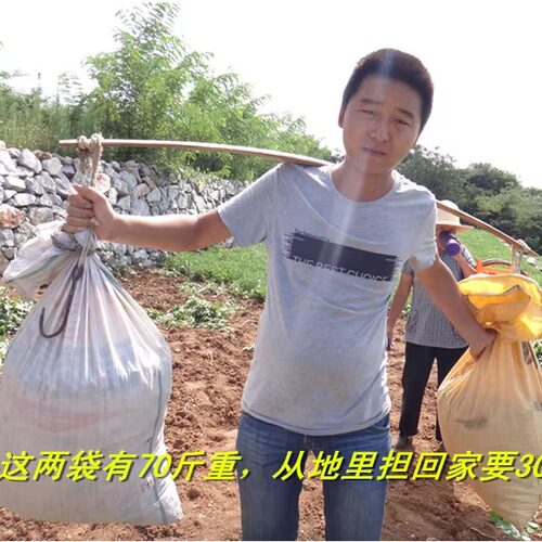 2025年带壳生花生新鲜自然晒干山区老品种红米小粒花生500g新货 - 图2