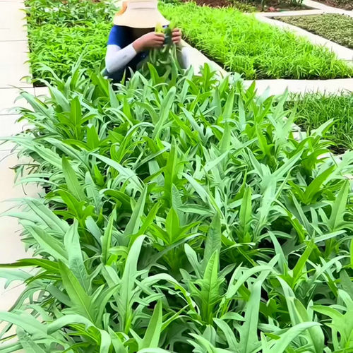翡翠花丫甜唛菜种籽甜麦菜麦耐热耐寒春夏秋冬四季播蔬菜种子孑仔 - 图2