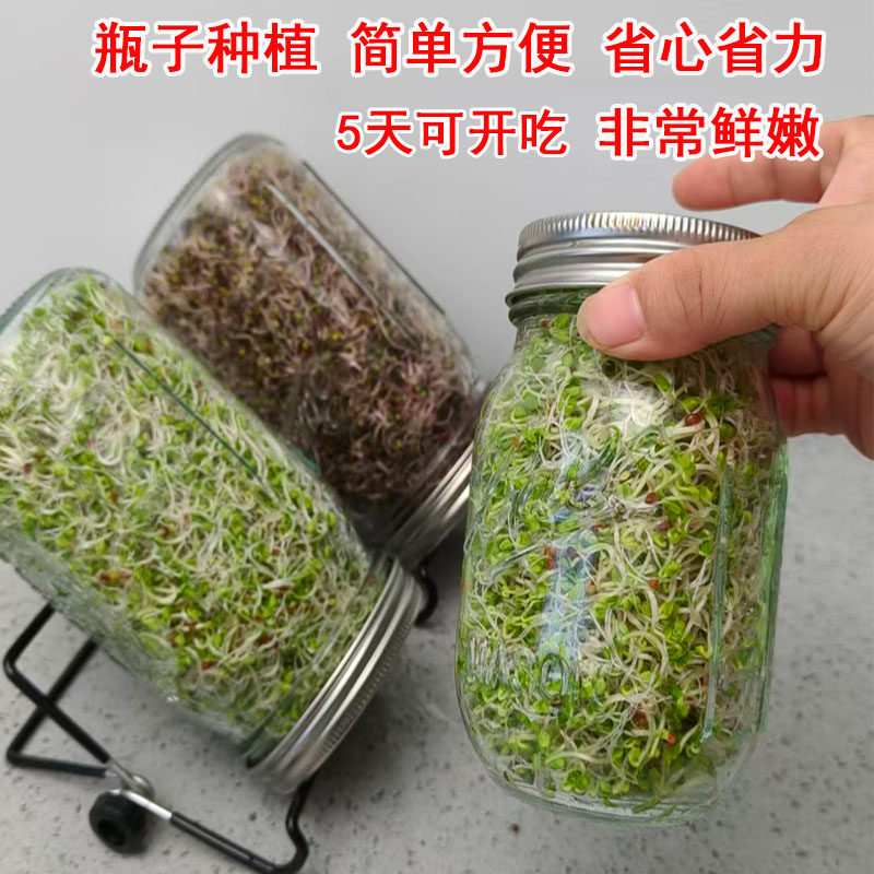 西兰花芽苗种子青花椰菜芽苗梅森瓶种植套装水培紫甘蓝西蓝花种孑,淘宝优惠券,粉丝福利购,淘宝优惠卷