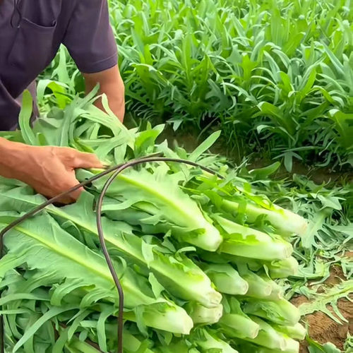 翡翠花丫甜唛菜种籽甜麦菜麦耐热耐寒春夏秋冬四季播蔬菜种子孑仔 - 图3