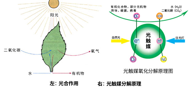 光触媒除甲醛二氧化钛装修去除异味净化室内空气污染物治理药剂水 - 图3