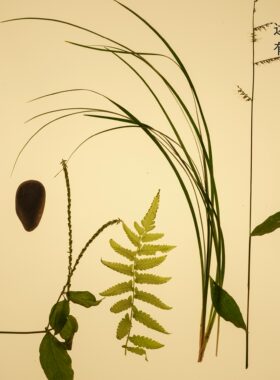 「香山东街」雨后青草中性淡香水