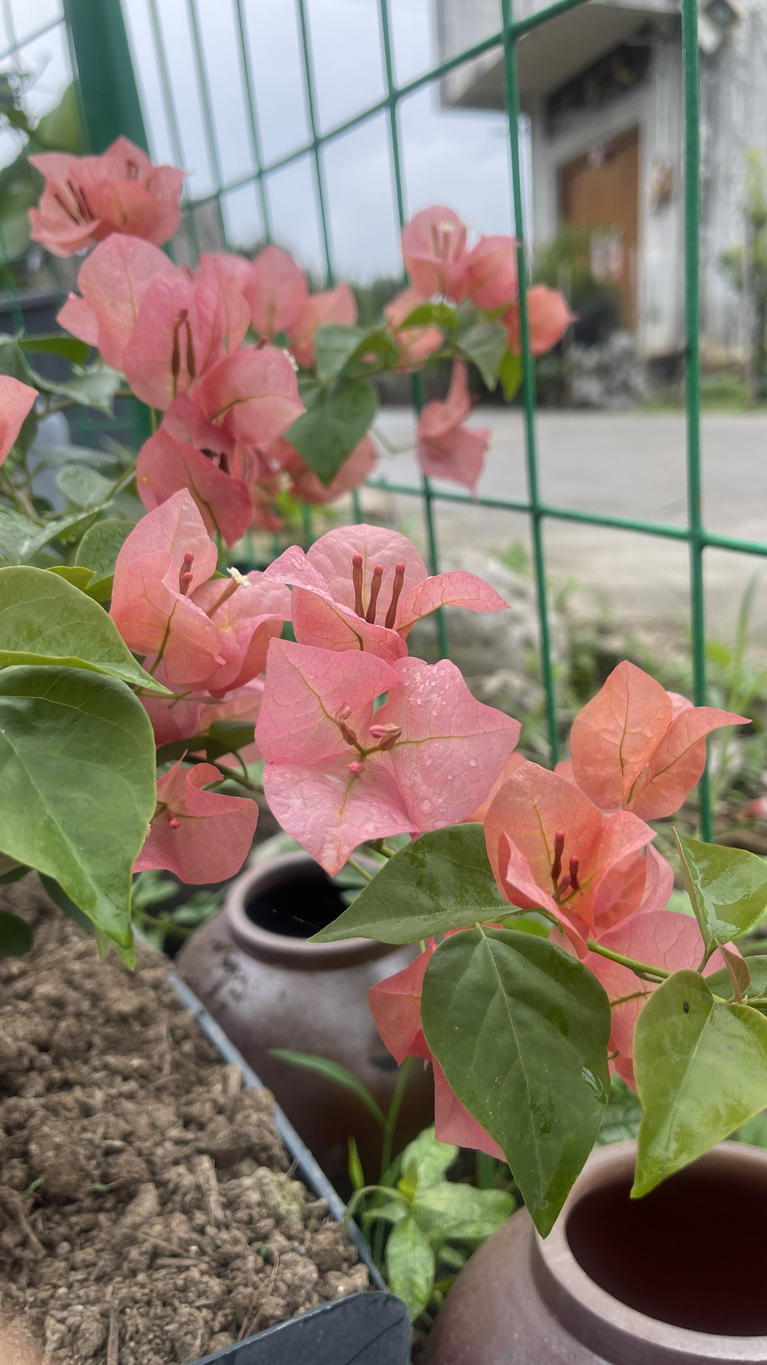 网红品种三角梅枝条接穗用于嫁接现剪现发包对版不包活不售后,淘宝优惠券,粉丝福利购,淘宝优惠卷