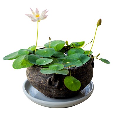 四季水养睡莲水生碗莲荷花卉盆栽观花水培植物种子根块室内花阳台 虎窝淘