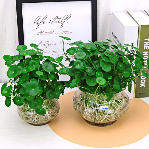水培铜钱草+玻璃瓶套装 金草水养绿色植物绿植花卉北京专车直送 - 图0