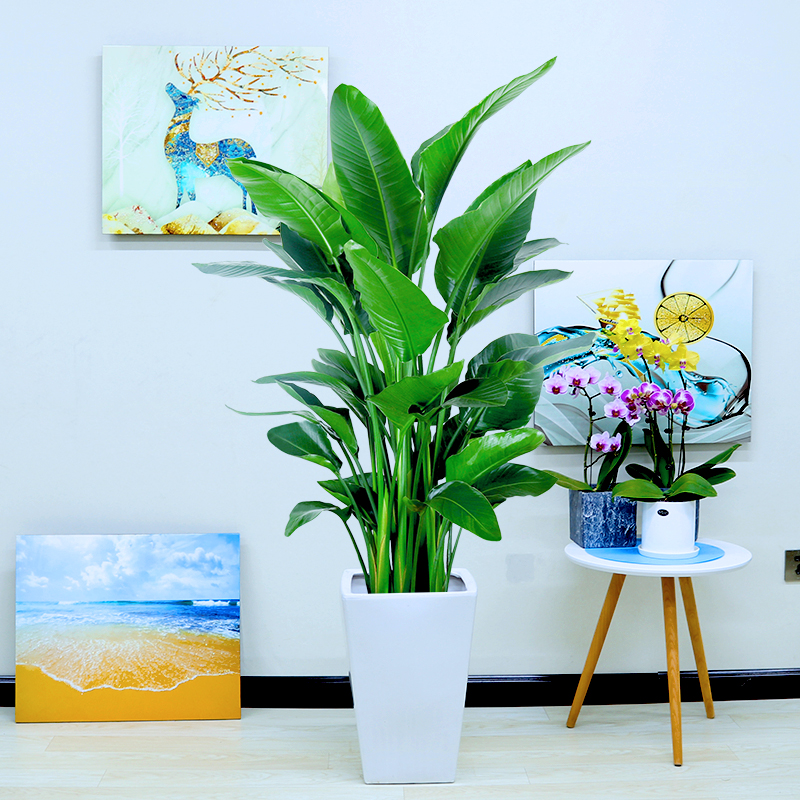 北欧网红天堂鸟观叶鹤望兰耐阴好养护盆栽植物花卉大叶绿植除甲醛,淘宝优惠券,粉丝福利购,淘宝优惠卷