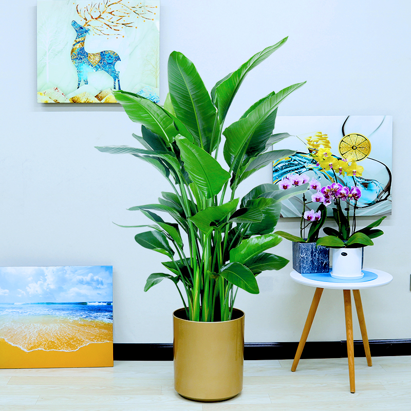 北欧网红天堂鸟观叶鹤望兰耐阴好养护盆栽植物花卉大叶绿植除甲醛,淘宝优惠券,粉丝福利购,淘宝优惠卷