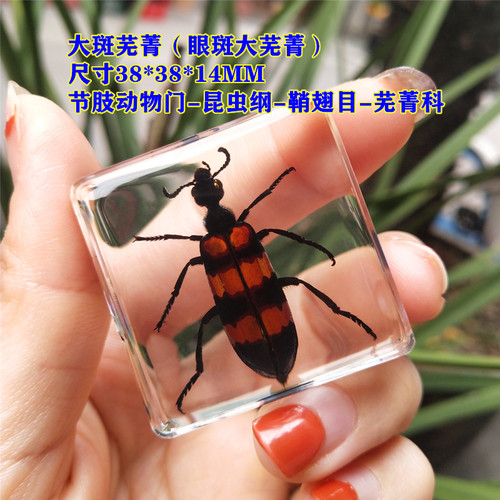 科学实验室教幼动物标本树脂昆虫标本真虫蝎子蜘蛛收纳盒礼盒包装