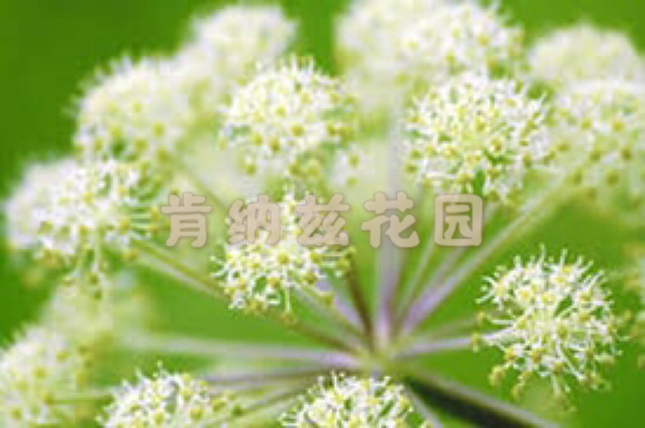 欧白芷 Angelica archangelica/干根10-50g/种子5粒装 - 图1