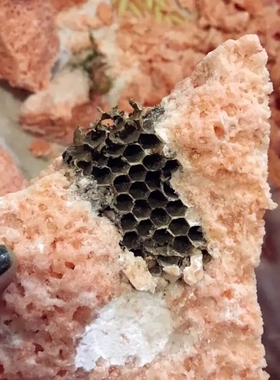 道长天然悬崖蜜土野生