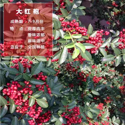 正宗大红袍花椒苗营养杯盆栽花椒树苗特麻山东花椒树土球藤椒地栽 - 图3