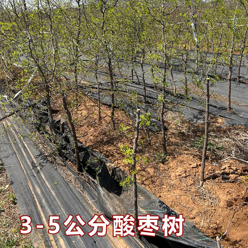 酸枣苗高产药用双仁酸枣树活苗野生酸枣仁苗中药晋酸3号枣树砧木 - 图3