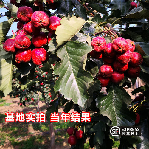 盆栽黄山楂树活苗嫁接大金星五棱甜红黄山楂果苗山楂树盆景山东 - 图2
