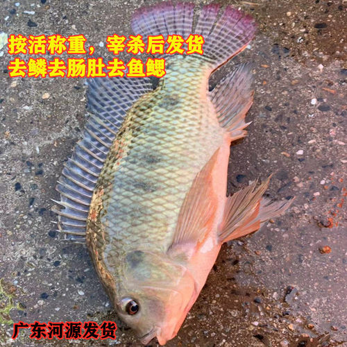 新鲜罗非鱼1斤福寿鱼无刺非洲鲫万绿湖活宰河源土货发顺丰 - 图0