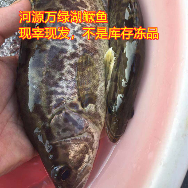 原生态桂花鱼花鲈肉桂鳜万绿湖土货河源新鲜顺丰 按活称重宰杀发 - 图0