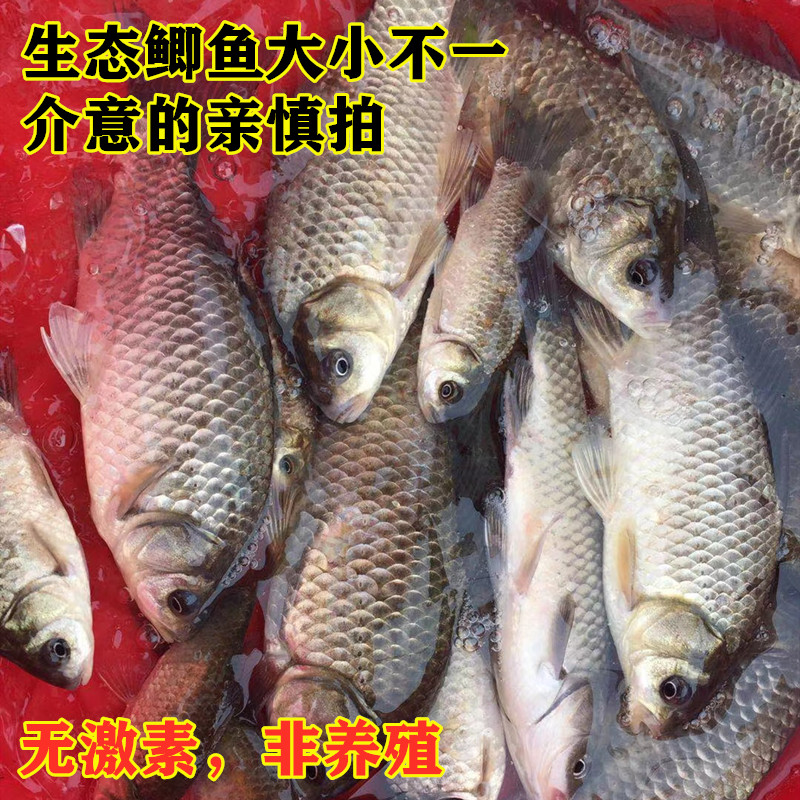 河源新鲜鲫鱼孕妇食品生白即河鲜水产淡水鱼新丰江万绿湖野白侧鱼-图0