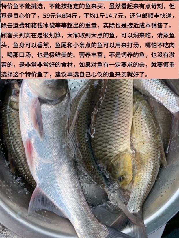 土货万绿湖大杂鱼鲤鲢土鲮草鲩混搭观赏淡水现宰新鲜顺丰包邮广东 - 图0