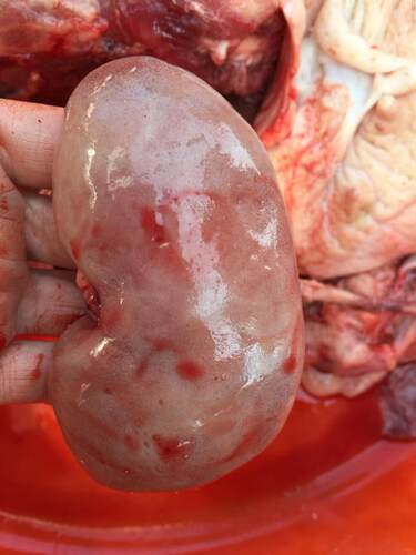 猪上水内脏猪肝全套粉肠小肠瘦肉八刀汤新鲜猪杂农家土猪3斤包邮 - 图1