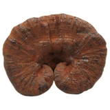 Ganoderma 500G Целые ветви северо -восточной полупудревой пурпурной ганодермы Lingzhi Dry Good