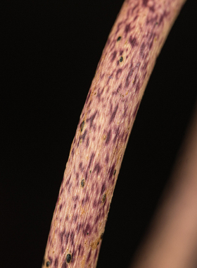 直播间纹路大手紫色藤镯龙纹藤