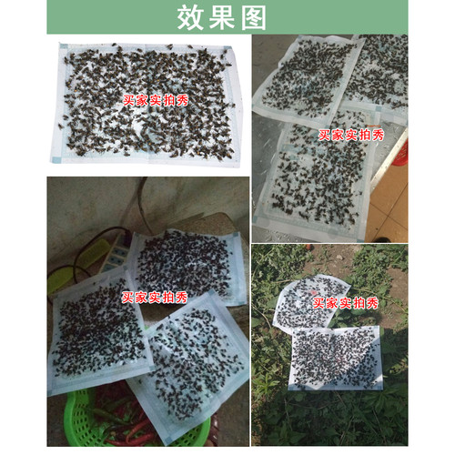 达豪苍蝇贴中号强引诱剂苍粘蝇纸粘蝇胶 灭苍蝇捕蝇贴粘蝇板 - 图3