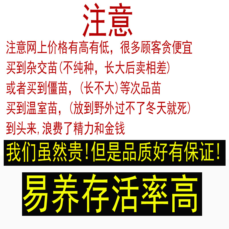 公雄大甲鱼老鳖活体食用放养散养中华鳖苗小幼鲜活小甲鱼苗王八-图3