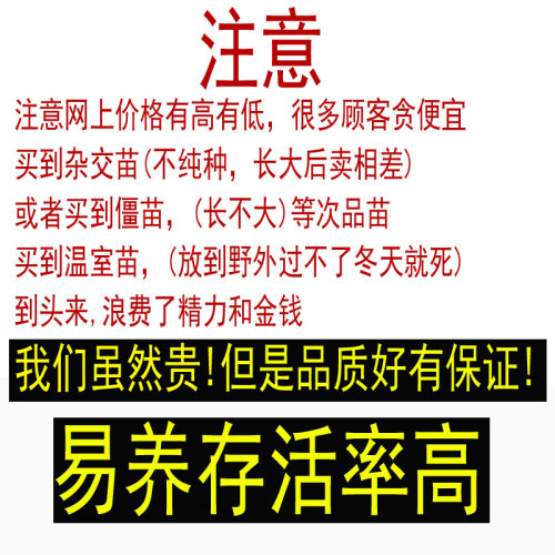 外塘鲜活小甲鱼苗小 冷水放养小甲鱼苗卤味麻辣小甲鱼中华鳖苗 - 图3