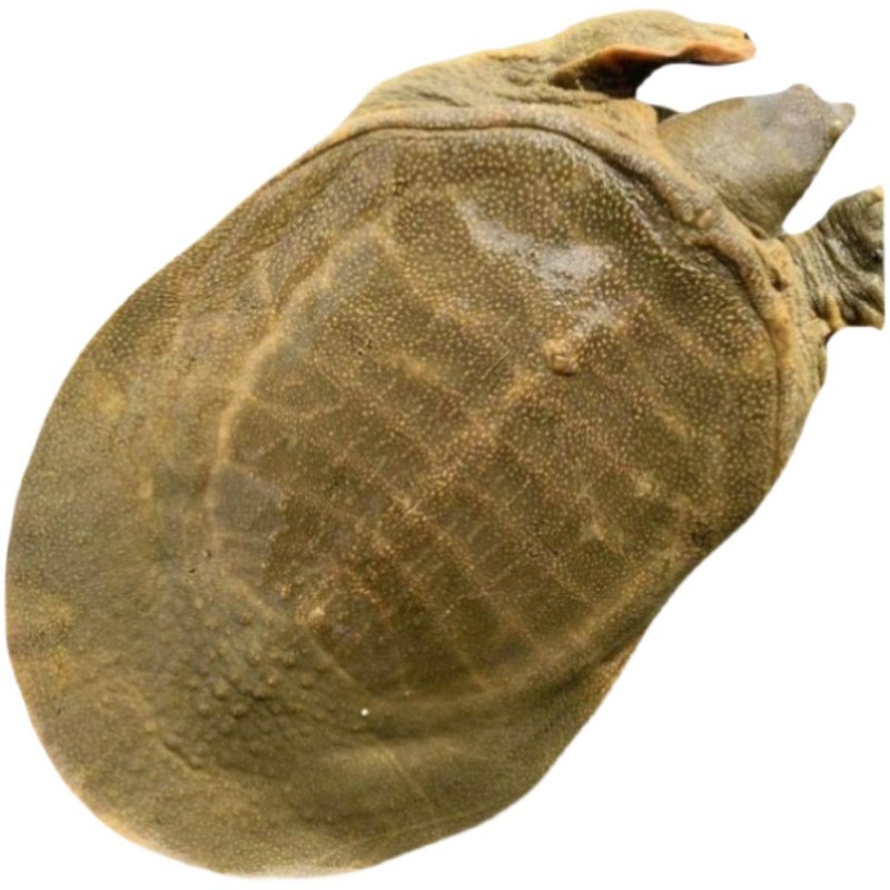 青黄色 正宗生态放养新鲜活食用大公甲鱼水鱼团鱼王八中华鳖母鳖,淘宝优惠券,粉丝福利购,淘宝优惠卷