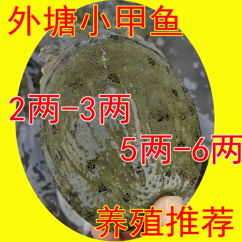 【运到包活】1两2两3两4两5两鲜活小甲鱼苗活体鲜活养殖小中华鳖-图3