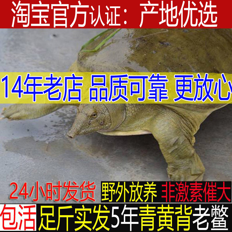 【青黄色公甲鱼】足斤大甲鱼活体鲜活食用中华鳖苗水鱼团鱼母王八,淘宝优惠券,粉丝福利购,淘宝优惠卷