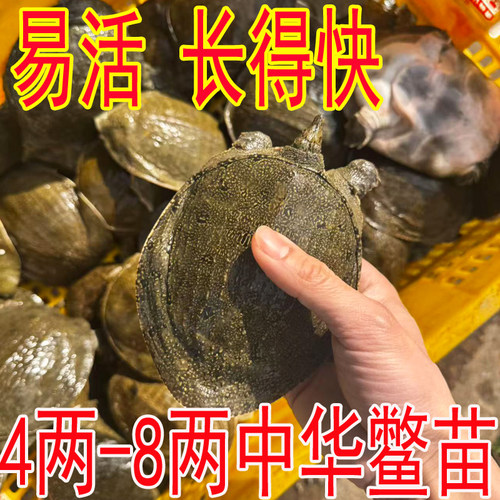 包活送到生态散养套养冷水小甲鱼苗小中华鳖苗活体水鱼王八食用 - 图1