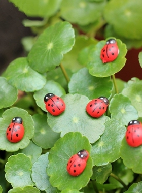 苔藓微景观摆件仿真甲壳虫七星瓢虫摆件配件多肉雨林水路缸摆件