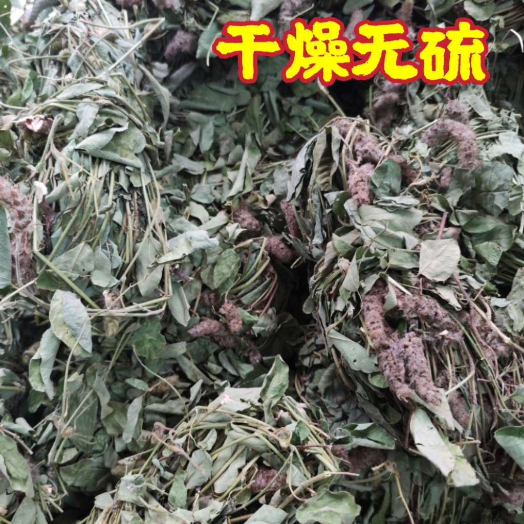 广东精选狸尾草500克天然羊咩香无硫干货煲汤养生野生晾晒中草药 - 图2