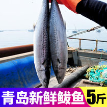 Qingdao Fish Swallow fish mackerel fish mackerel big mati fish whole box 5 catty of seafood fresh frozen 10 small