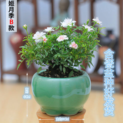 姬月季日本姬乙女姬超微蔷微迷你盆景庭院室内阳台桌面盆栽花卉 - 图0