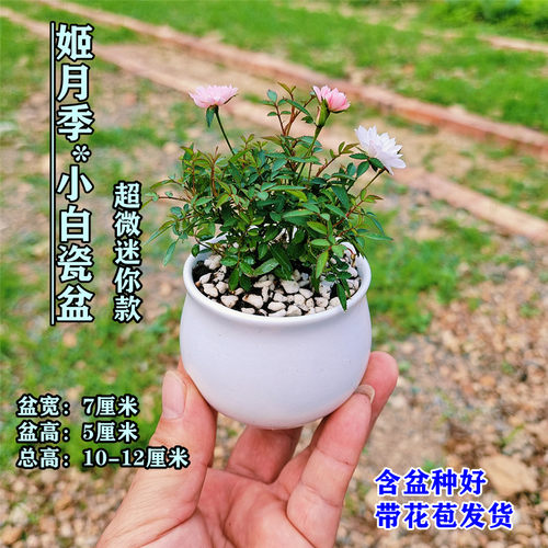 姬月季日本姬乙女姬超微蔷微迷你盆景庭院室内阳台桌面盆栽花卉 - 图2