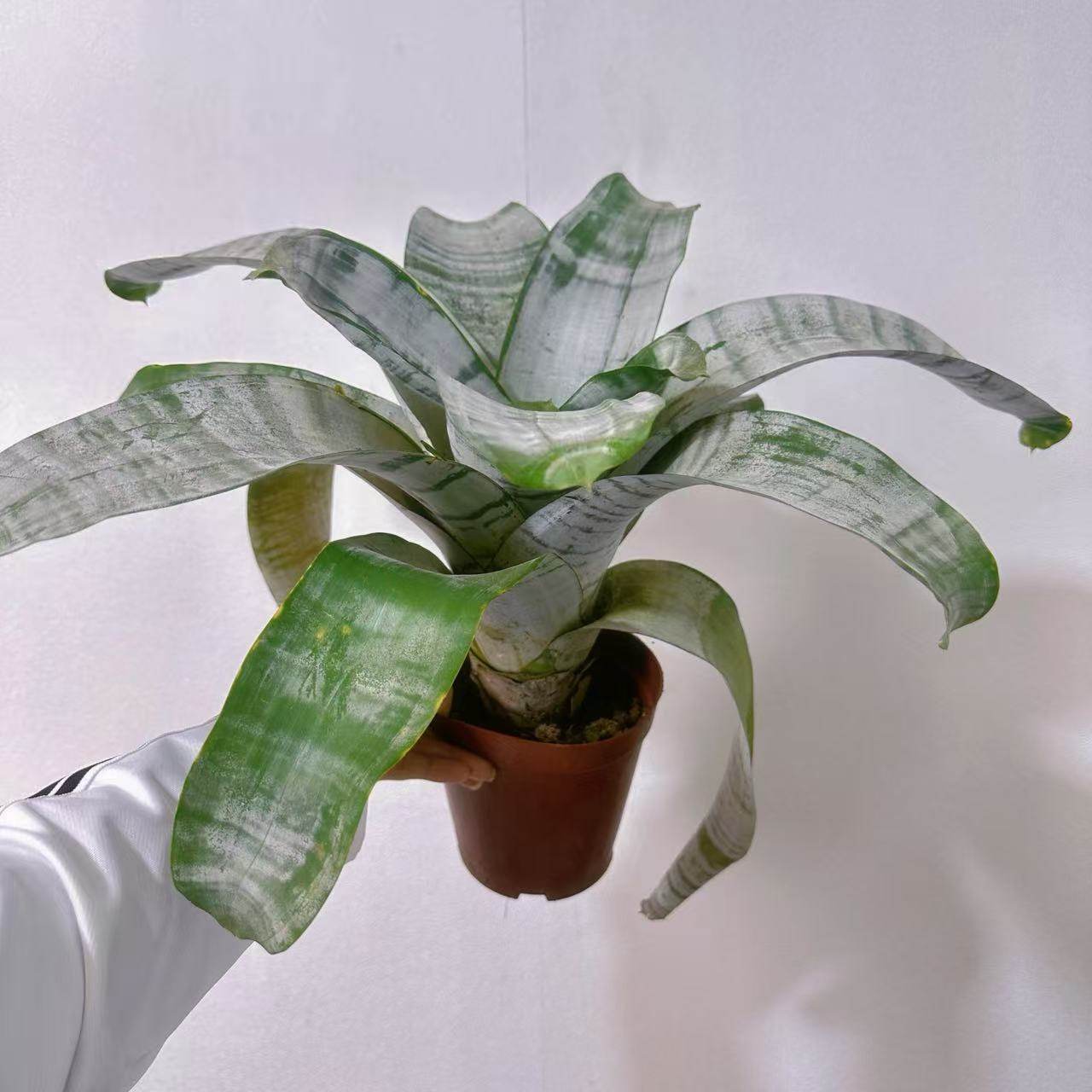 【美叶光萼荷】  粉菠萝粉花凤梨 室内阳台庭院开花积水凤梨盆栽,淘宝优惠券,粉丝福利购,淘宝优惠卷